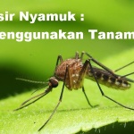 Tanaman pengusir nyamuk,Usir Nyamuk : Menggunakan Tanaman